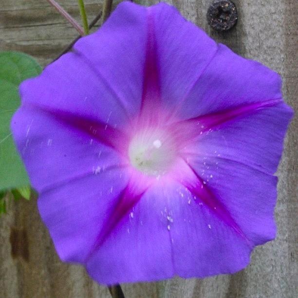 Flower Photograph - Moms Morning Glory   by Justin Connor