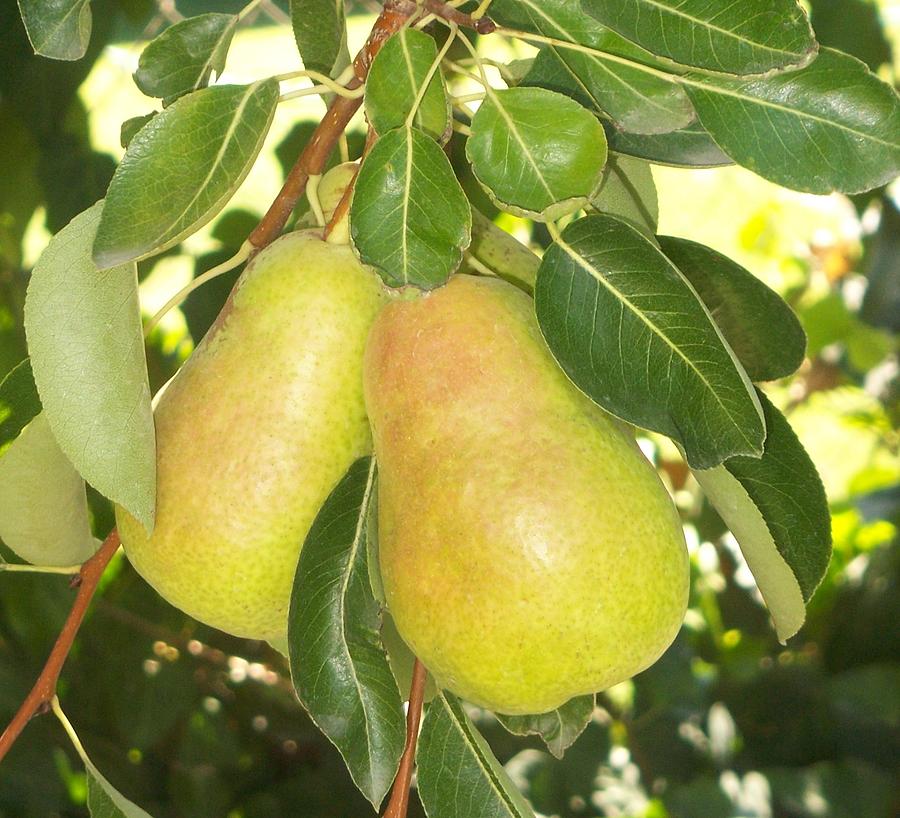 Moms Pears Photograph by Jan Moore