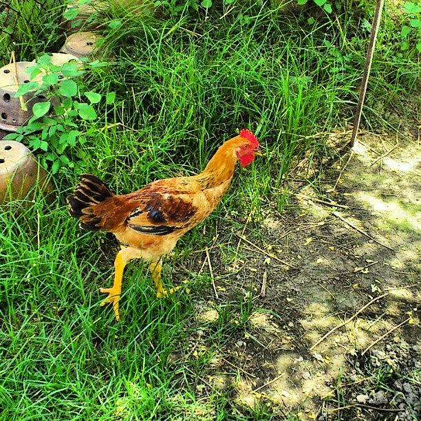 Moms Pet. The Chicken Photograph by Pravin Mckenzie