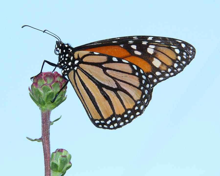 Butterfly Photograph - Monarch against the sky by Doris Potter