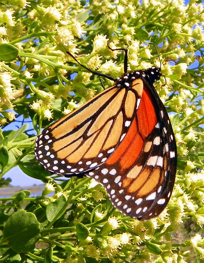 Monarch an Wildflowers Photograph by Sheri McLeroy
