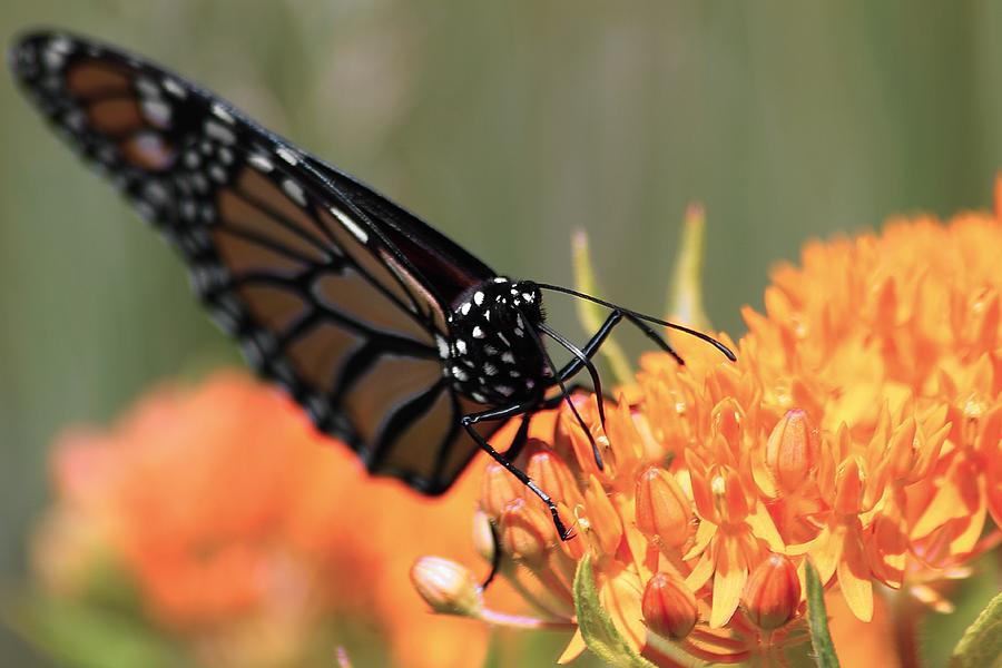 Monarch and Butterfly Weed 2 Photograph by Scott Hovind
