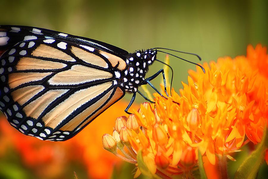 Monarch and Butterfly Weed 3 Photograph by Scott Hovind