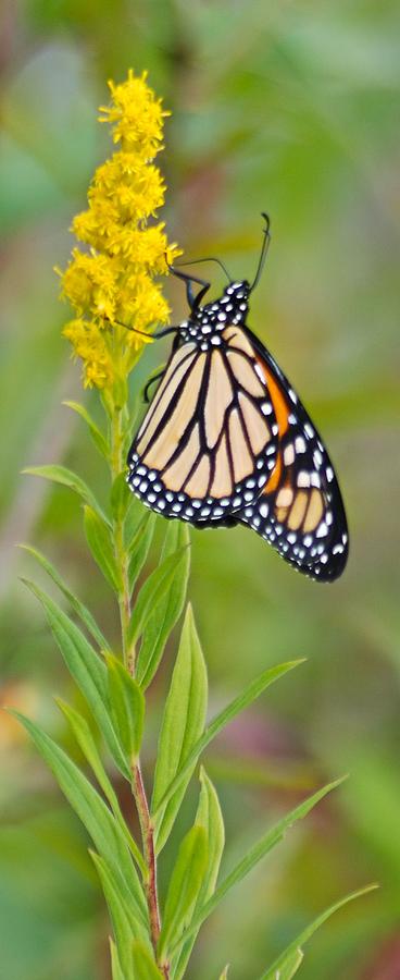 Monarch and Goldenrod  Photograph by Michael Peychich