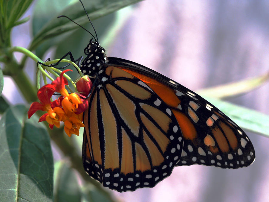 Butterfly Photograph - Monarch and Milkweed by April Wietrecki Green
