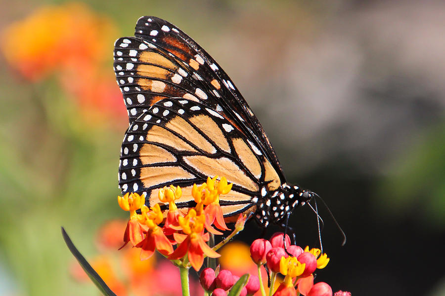 Monarch and Milkweed Photograph by Heidi Smith