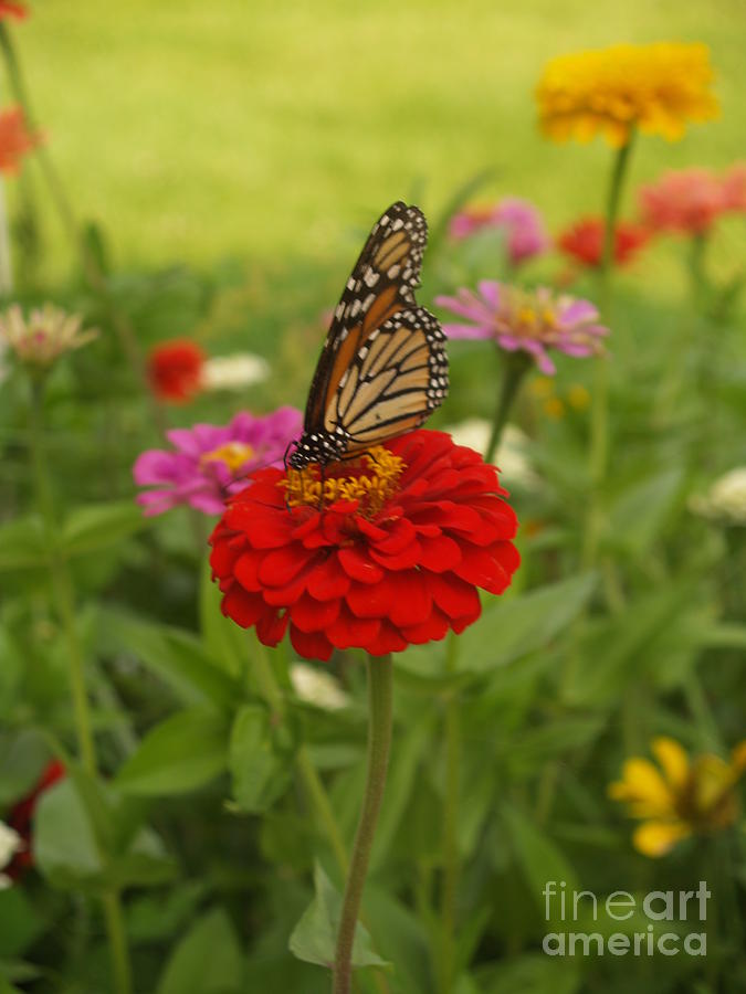 Monarch and Red Zinnia 2009 Digital Art by Denise Dempsey Kane