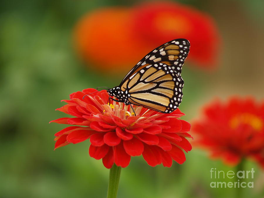 Monarch and Red Zinnia Digital Art by Denise Dempsey Kane