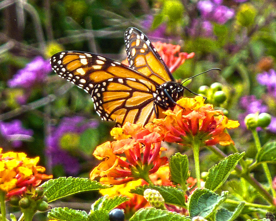 Monarch at lantana Photograph by Marie Morrisroe
