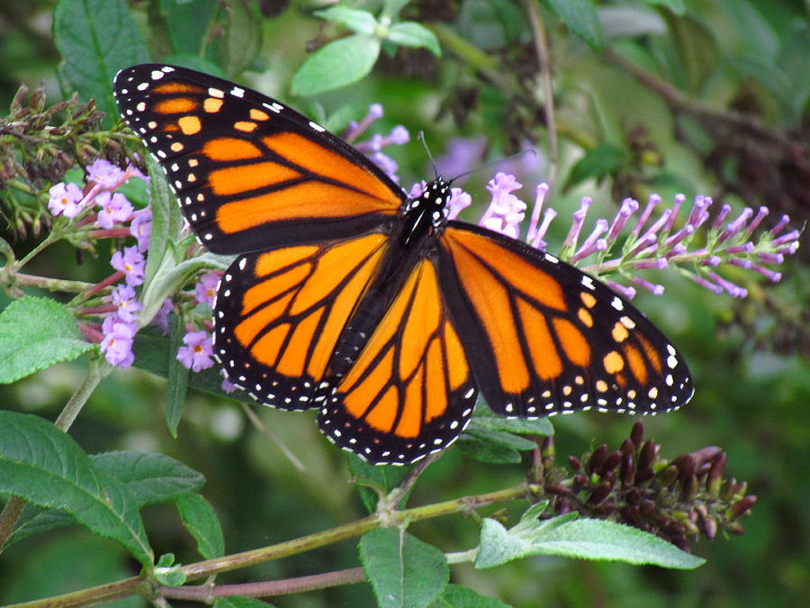 Monarch at Rest Photograph by Clay Anderson - Fine Art America