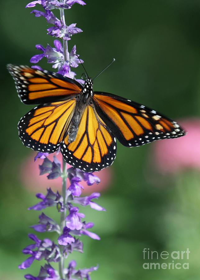 Monarch Beauty Photograph by Sabrina L Ryan