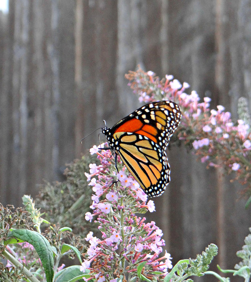 Nature Photograph - Monarch by Dark Whimsy