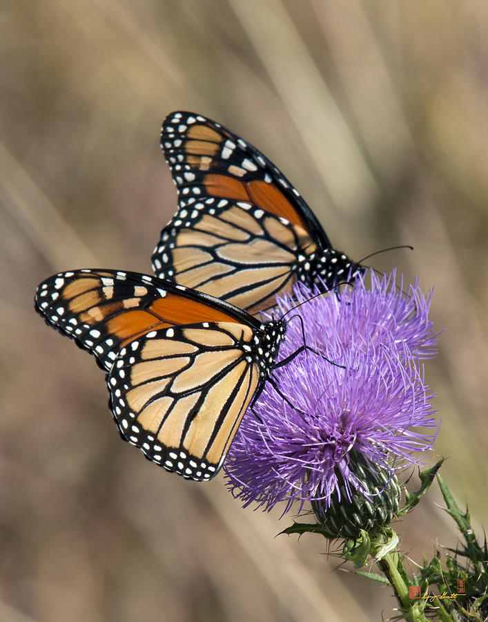 Monarch Butterflies on Field Thistle DIN162 Photograph by Gerry Gantt