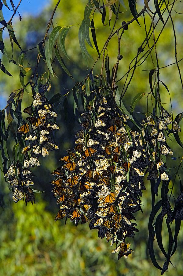 Butterfly Photograph - Monarch Butterflies Overwintering In Tree by Bob Gibbons