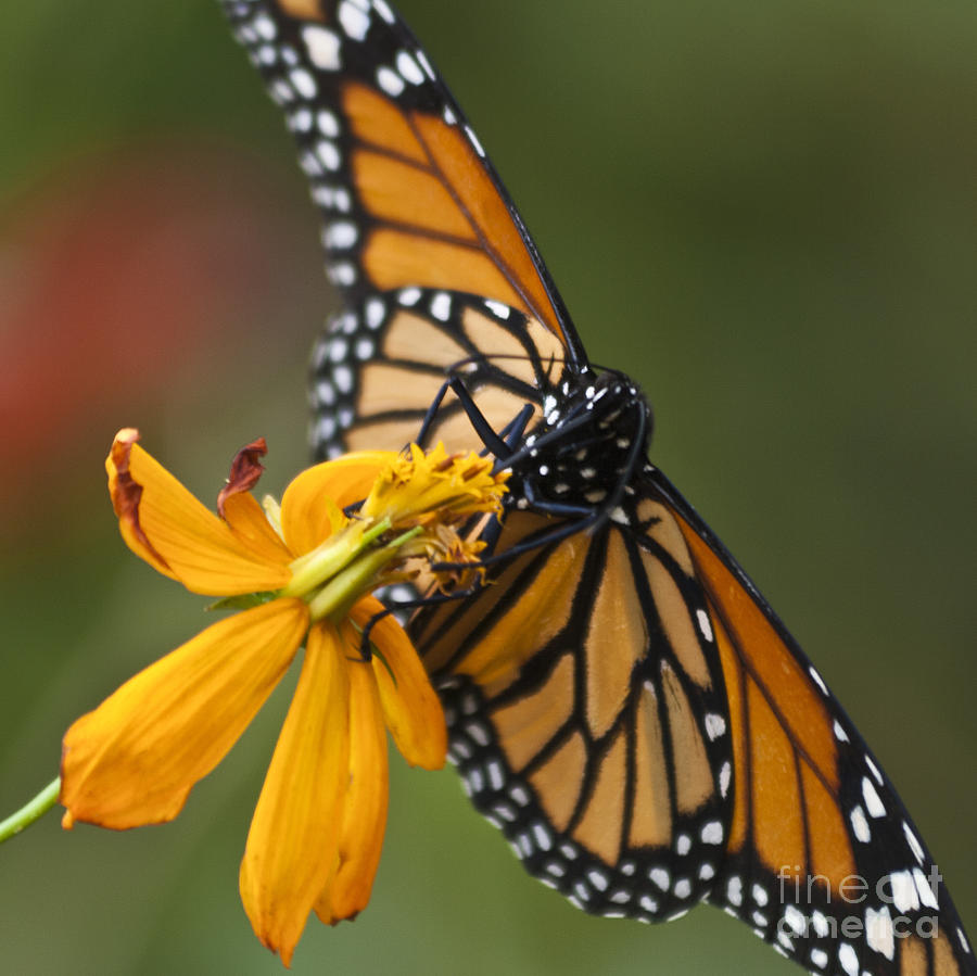 Monarch Butterfly   Photograph by Heiko Koehrer-Wagner