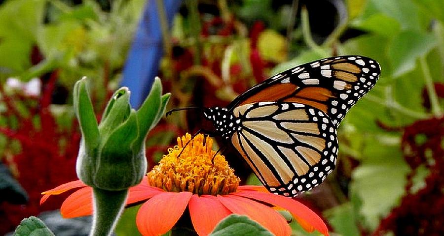 Monarch Butterfly 1 Photograph by Kim Galluzzo Wozniak