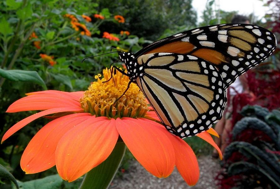 Monarch Butterfly 3 Photograph by Kim Galluzzo Wozniak