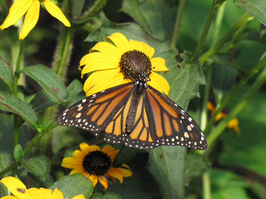 Monarch Butterfly 4 Photograph by George Jones