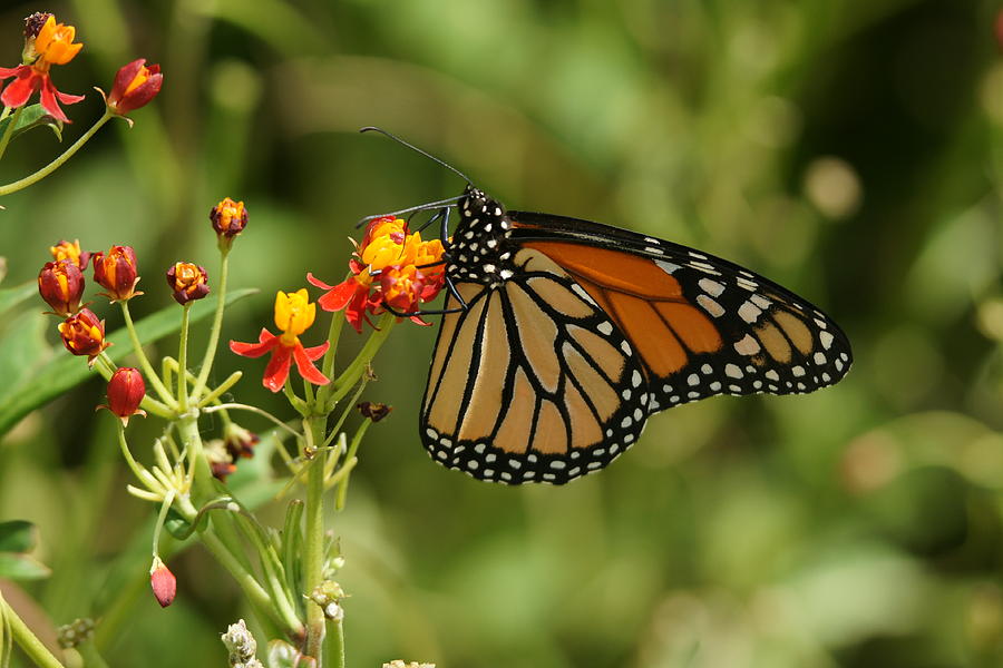 Monarch Butterfly Photograph by Alan Hutchins - Fine Art America