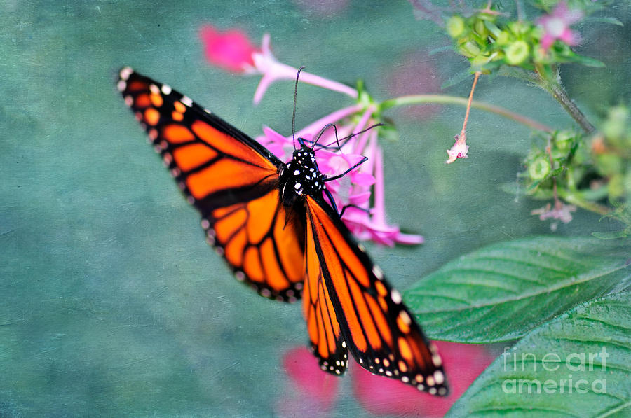 Monarch Butterfly Photograph by Betty LaRue