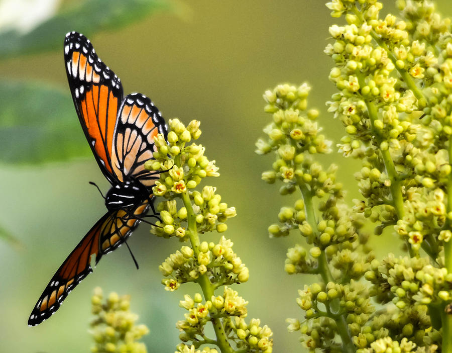 Monarch Butterfly  Photograph by Brian Stevens