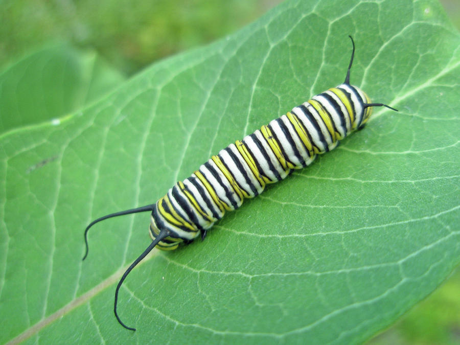 Monarch Butterfly Caterpillar - Danaus plexippus Photograph by Carol Senske