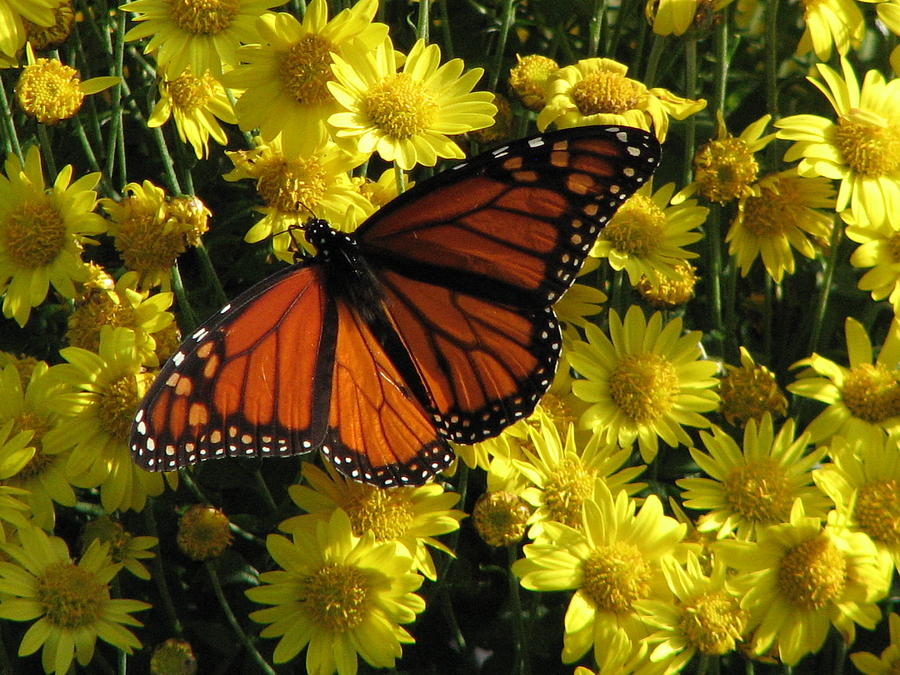 Monarch Butterfly Photograph by Charlene Reinauer
