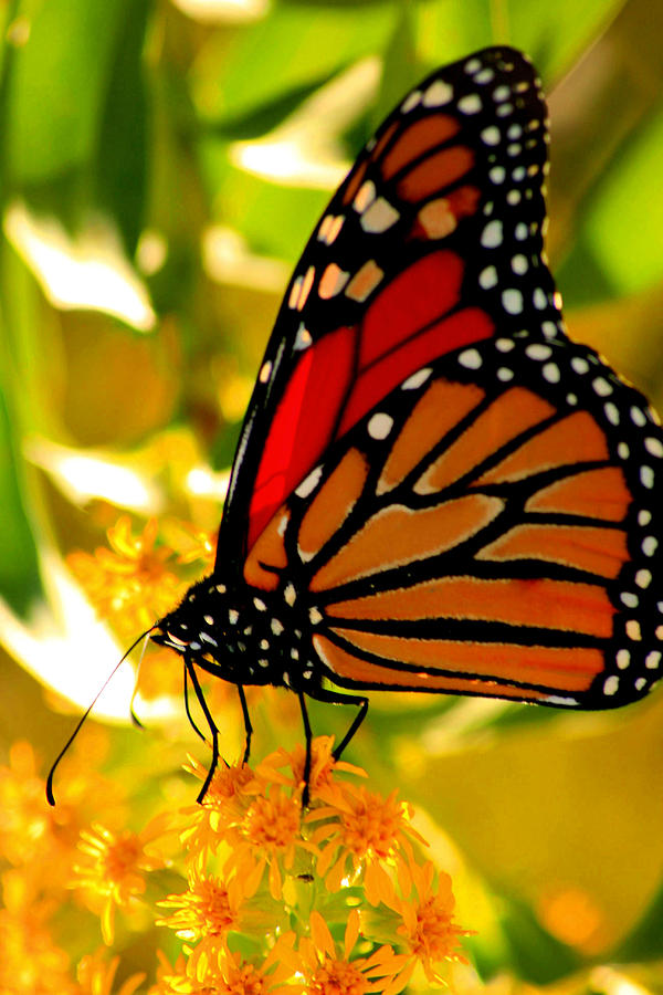 Monarch Butterfly Photograph by Christopher J Kirby