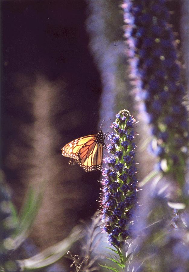 Monarch butterfly Photograph by Cynthia Marcopulos