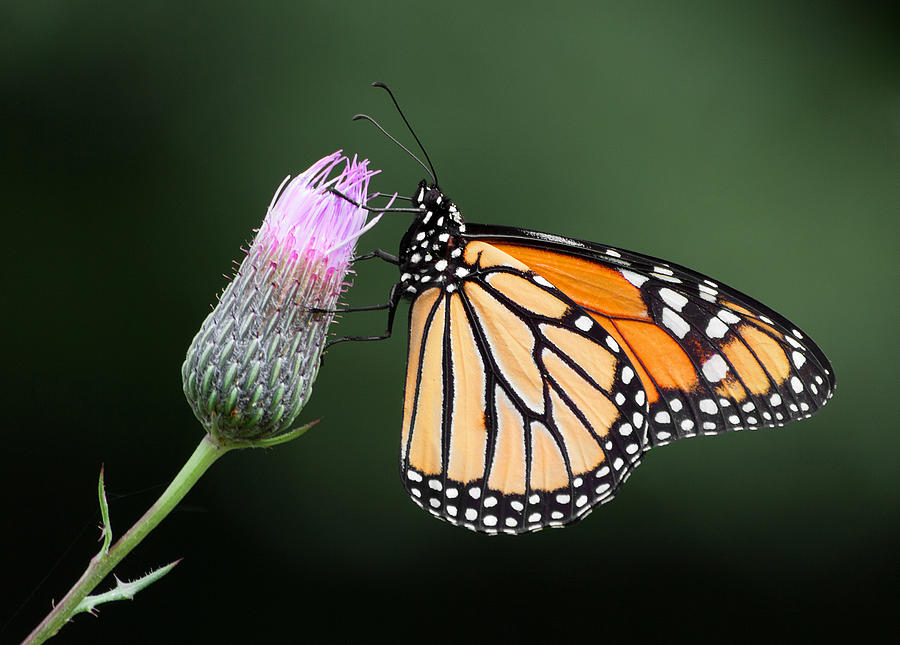Monarch Butterfly Photograph by Dale Kincaid