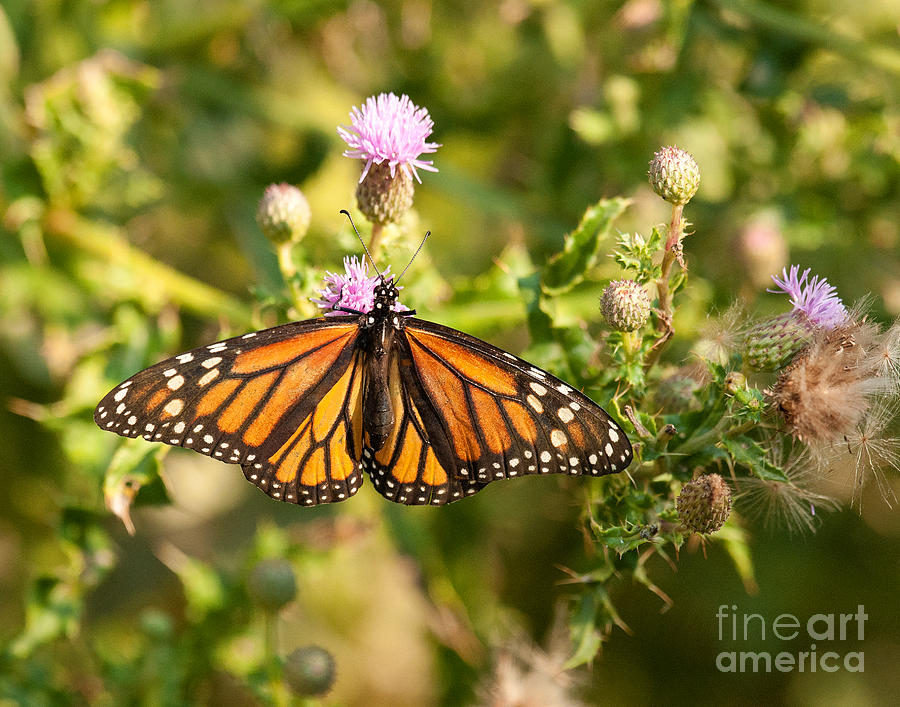 Monarch Butterfly Photograph by Dennis Hammer