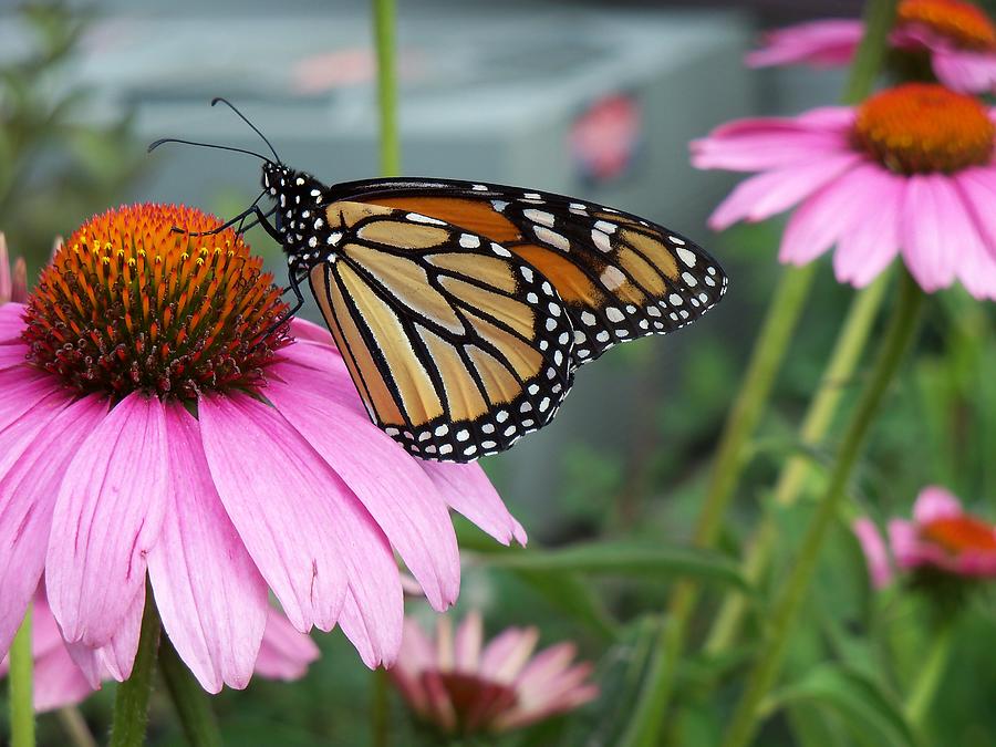 Monarch Butterfly Drinking Nectar Photograph by Corinne Elizabeth Cowherd
