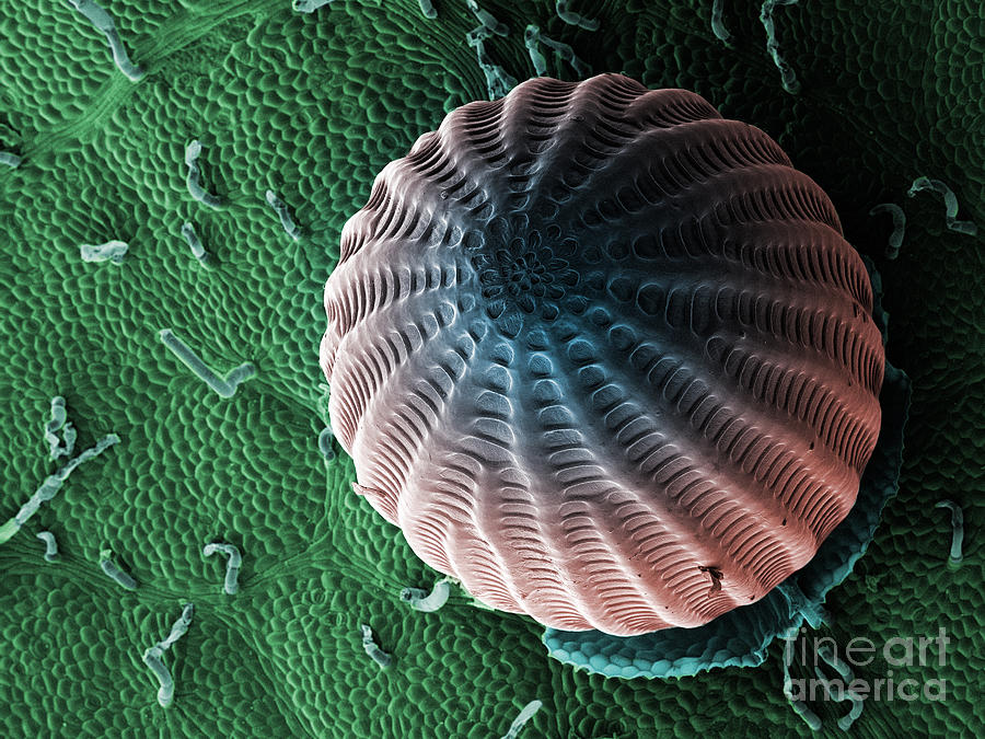 Monarch Butterfly Egg, Sem Photograph by Ted Kinsman