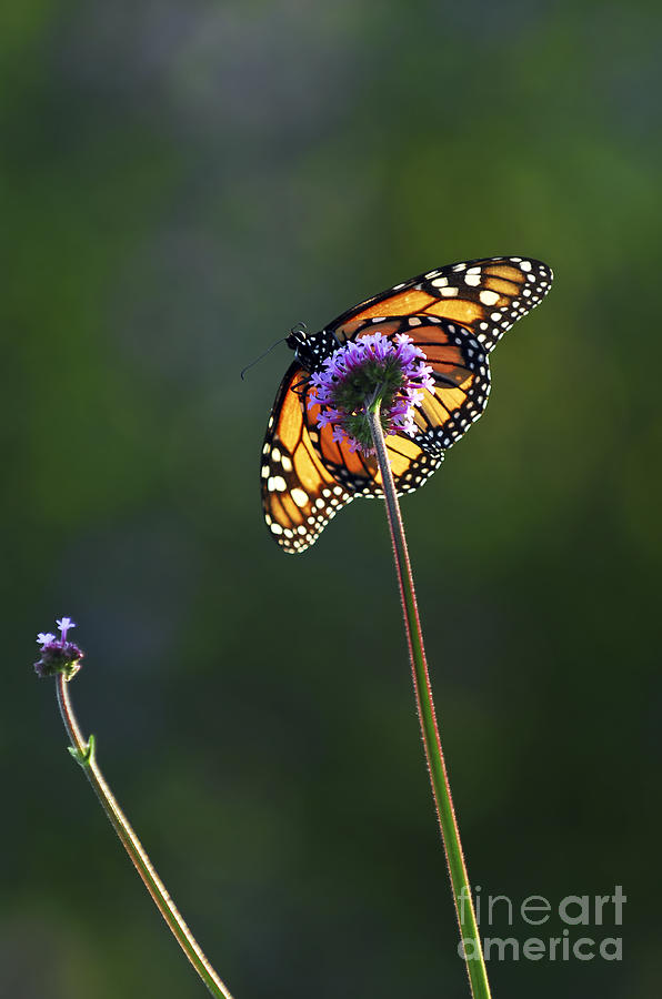 Monarch butterfly 4 Photograph by Elena Elisseeva