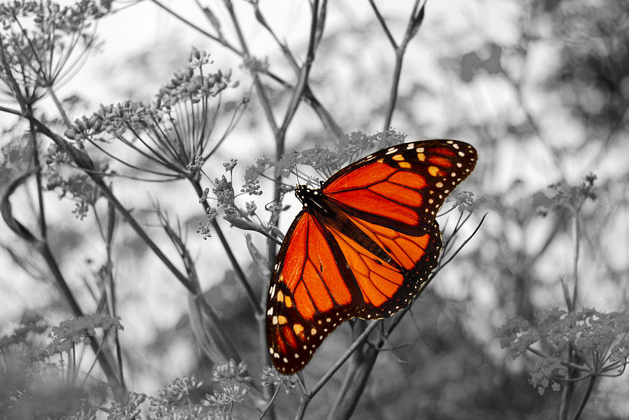 Monarch Butterfly Digital Art