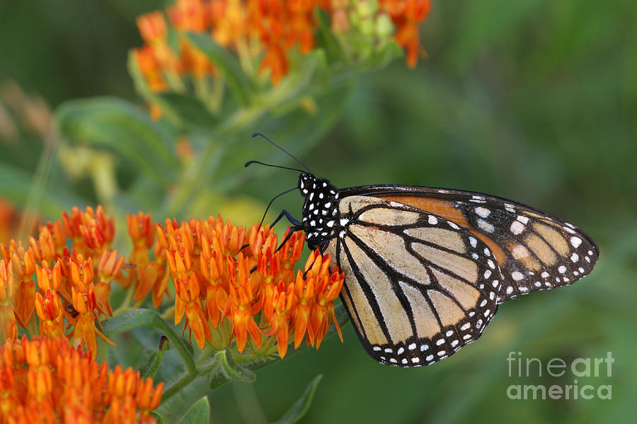 Butterfly Photograph - Monarch Butterfly feeding on Milkweed by Kenneth M Highfill