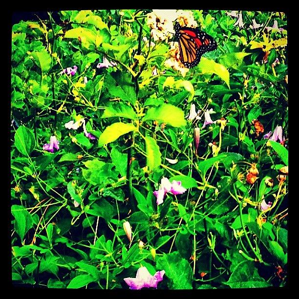 Butterfly Photograph - Monarch Butterfly Fort Tryon Park by Trey Rucker