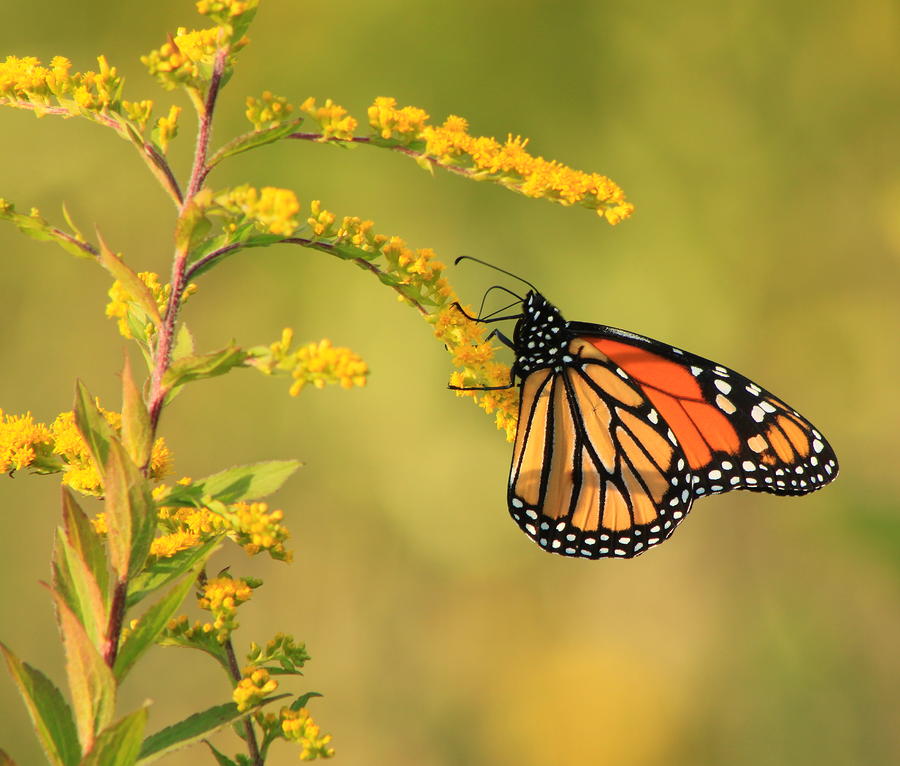 Monarch Butterfly Hanging on Goldenrod Photograph by John Burk