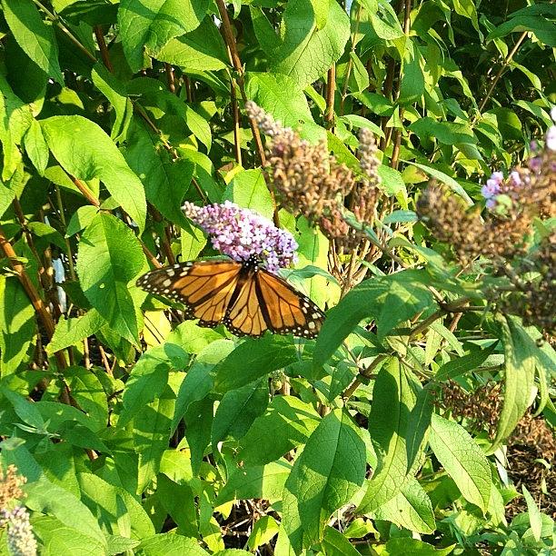 Monarch Butterfly In A Butterfly Bush Photograph by Gretchen  Andes