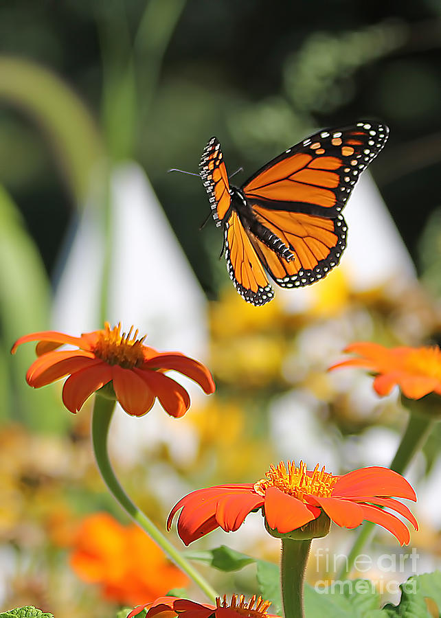 Monarch Butterfly in Flight Photograph by Jack Schultz