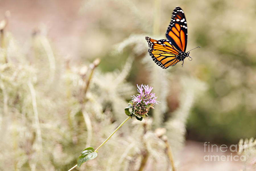 Monarch Butterfly in Flight Photograph by Susan Gary