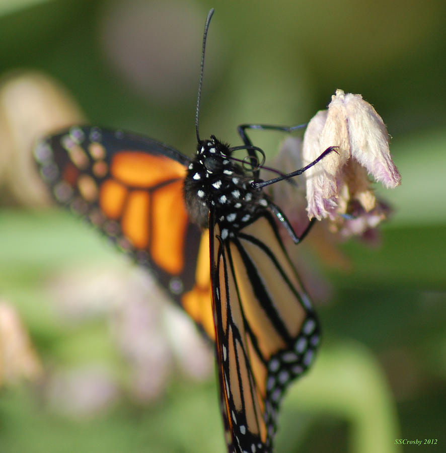 Monarch Butterfly in Macro Photograph by Susan Stevens Crosby