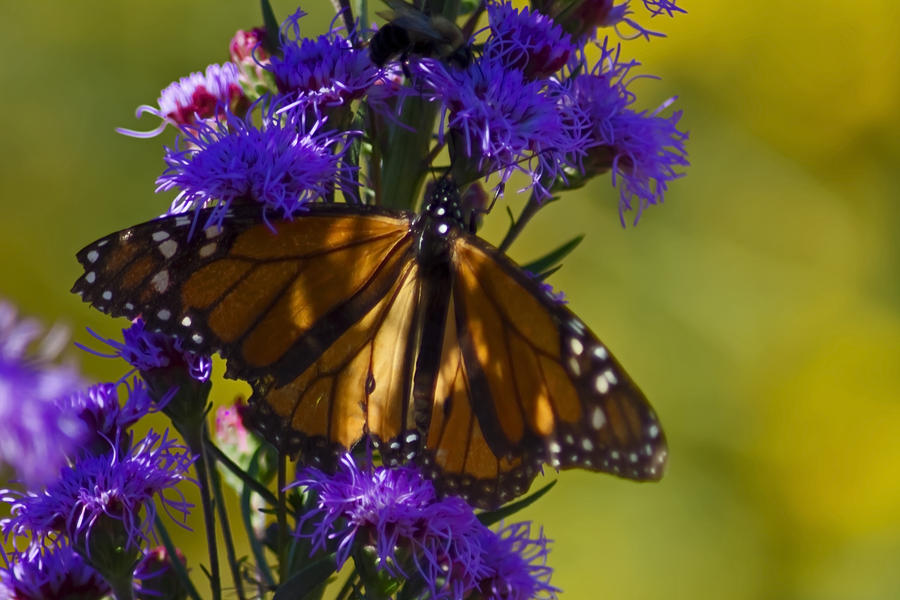 Monarch butterfly in purple flowers Photograph by Sven Brogren