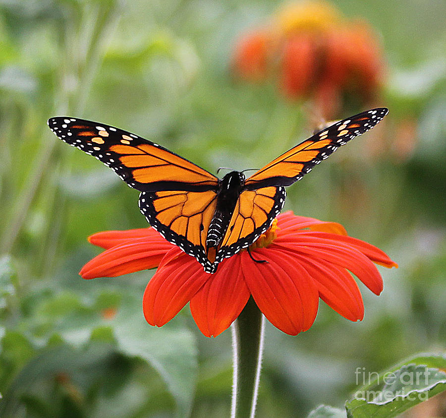 Monarch Butterfly Photograph by Jack Schultz