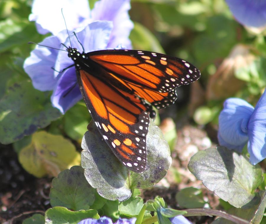 Monarch Butterfly Photograph by Jeanne Juhos