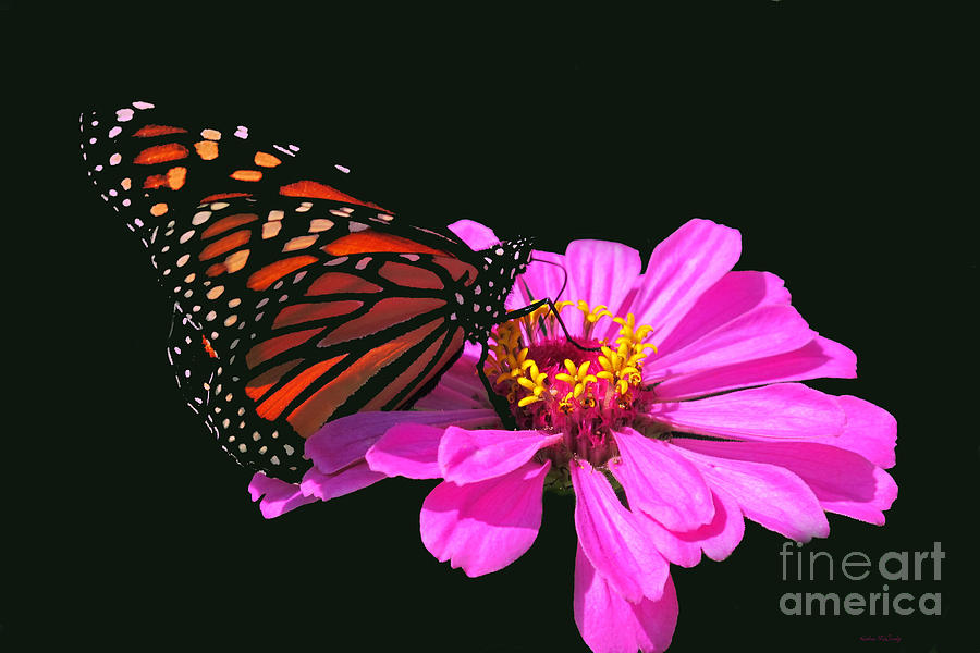 Monarch Butterfly Photograph by Kathie McCurdy