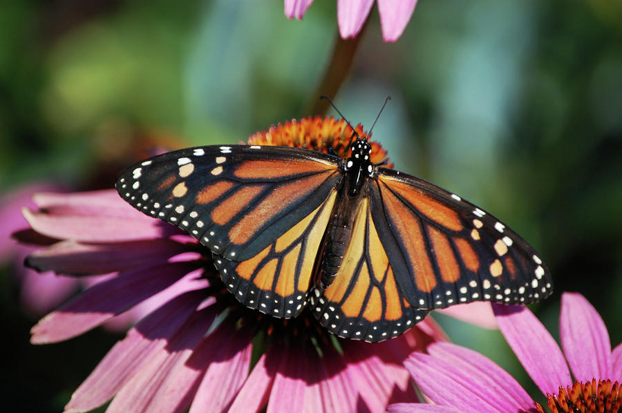 Monarch Butterfly Photograph by Kim Utesch - Fine Art America