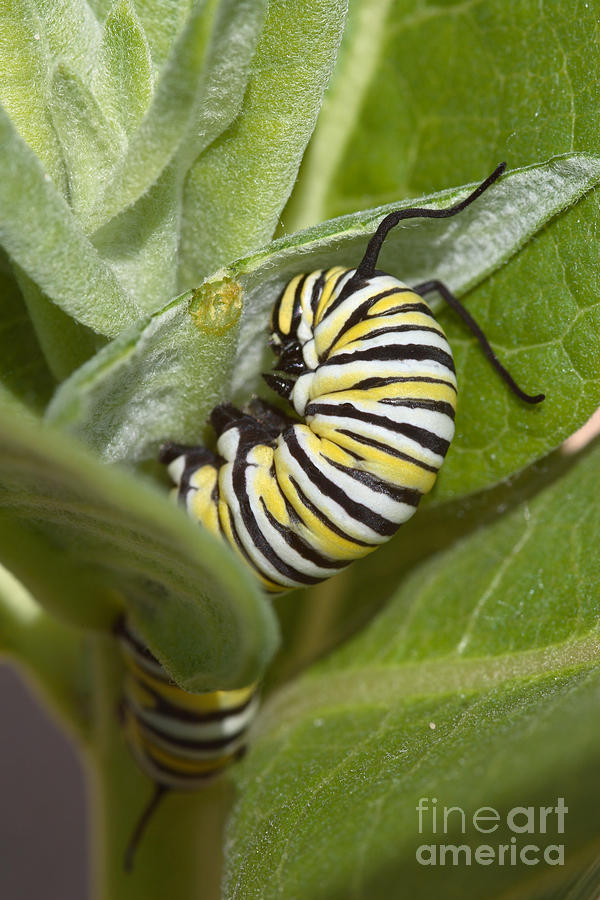 Monarch Butterfly Larva Photograph by Ted Kinsman
