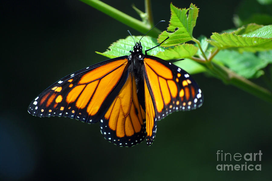Monarch Butterfly Photograph by Lila Fisher-Wenzel