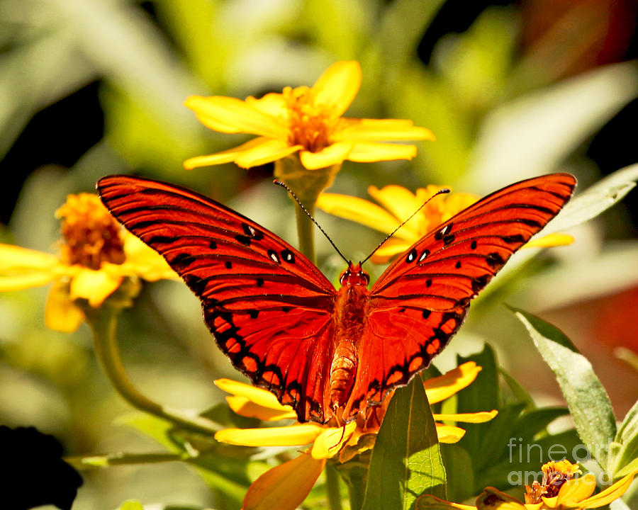 Monarch Butterfly  Photograph by Luana K Perez